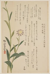 Fiore viola